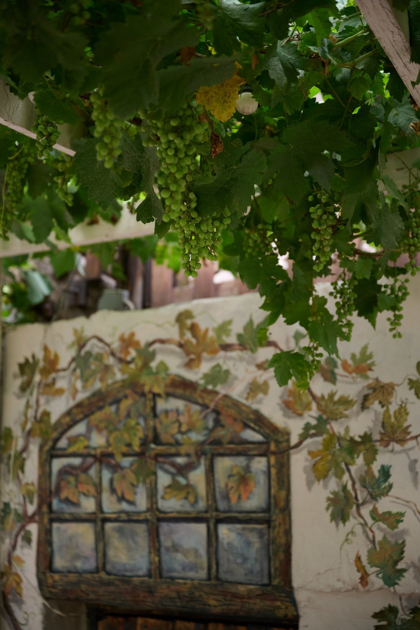 Sunlit courtyard with grape vines and watercolor mural